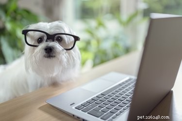 Quora’s Six Most Curious Pet Questions—and Their Answers