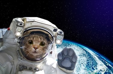 Quora’s Six Most Curious Pet Questions—and Their Answers