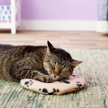 7 Must‑Have Pet Products to Start the New Year