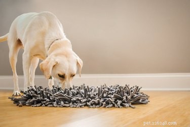 7 Must‑Have Pet Products to Start the New Year