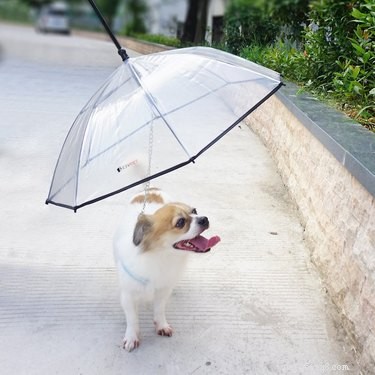 7 Must‑Have Pet Products to Start the New Year