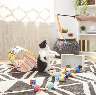 7 Must‑Have Pet Products to Start the New Year