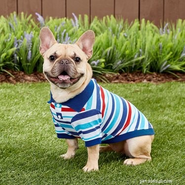 7 Must‑Have Pet Products to Start the New Year