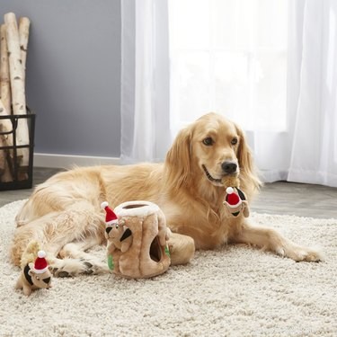7 Must‑Have Pet Products to Start the New Year