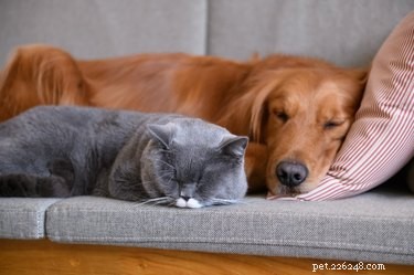Is Raid Safe Around Pets? A Guide to Pet-Friendly Pest Control