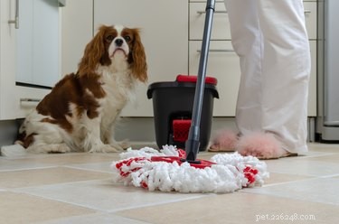 Pine‑Sol and Pets: Is It Safe? Expert Insights