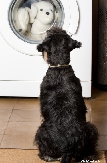 Is Borax Safe for Your Pets? A Comprehensive Safety Guide