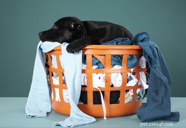 Is Borax Safe for Your Pets? A Comprehensive Safety Guide