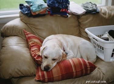 Is Borax Safe for Your Pets? A Comprehensive Safety Guide