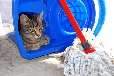 Are Mr. Clean Products Safe for Your Pets? A Vet-Approved Guide