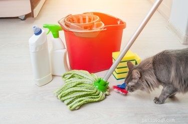 Are Mr. Clean Products Safe for Your Pets? A Vet-Approved Guide