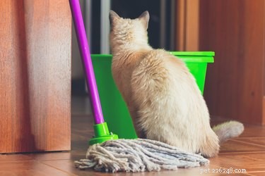Are Mr. Clean Products Safe for Your Pets? A Vet-Approved Guide