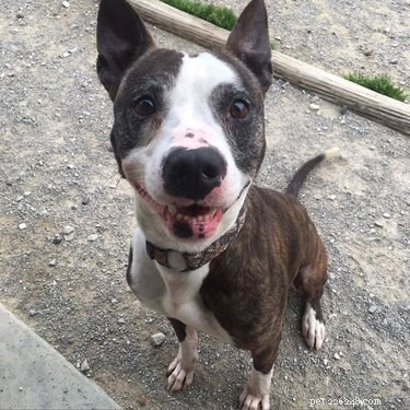 5 Leading Animal Nonprofits Making a Difference This Giving Season