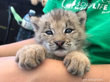 5 Leading Animal Nonprofits Making a Difference This Giving Season