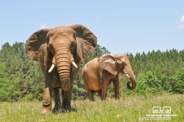 5 Leading Animal Nonprofits Making a Difference This Giving Season