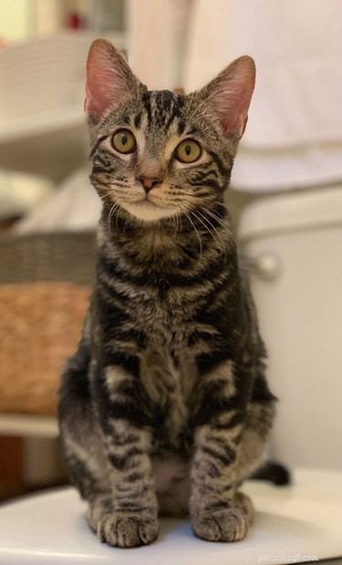 5 Leading Animal Nonprofits Making a Difference This Giving Season