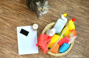 Is Lysol Daily Cleanser Safe for Homes with Pets?