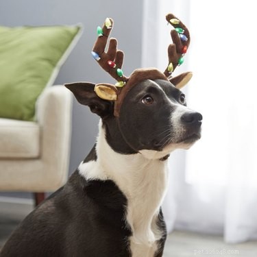 7 Budget-Friendly Pet Stocking Gifts Under $25