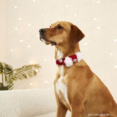 7 Budget-Friendly Pet Stocking Gifts Under $25
