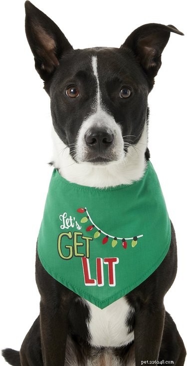 7 Budget-Friendly Pet Stocking Gifts Under $25