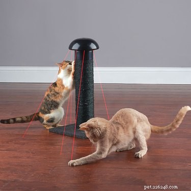 Top 7 Pet Products of the Week: Must-Have Finds for Your Furry Friends