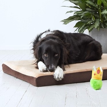 Top 7 Pet Products of the Week: Must-Have Finds for Your Furry Friends