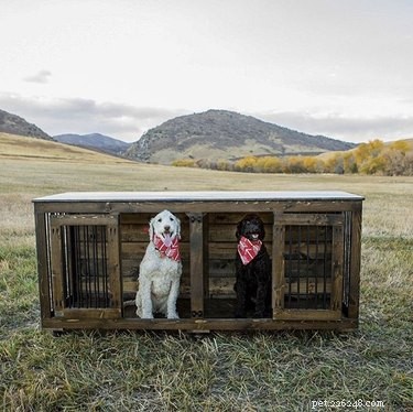16 Must‑Have Gifts for New Pet Parents