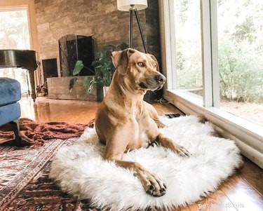 16 Must‑Have Gifts for New Pet Parents