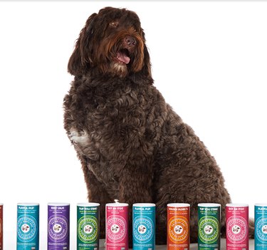 16 Must‑Have Gifts for New Pet Parents