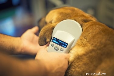 How to Safeguard Your Pet: Proactive Steps to Prevent Loss