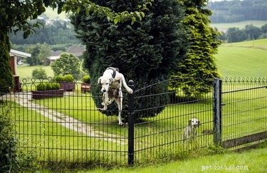 How to Safeguard Your Pet: Proactive Steps to Prevent Loss