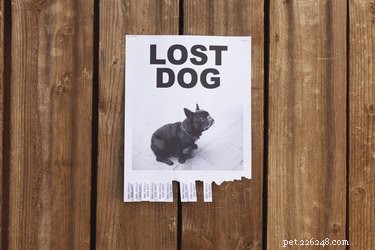 How to Safeguard Your Pet: Proactive Steps to Prevent Loss