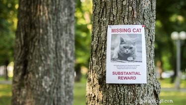 How to Safeguard Your Pet: Proactive Steps to Prevent Loss