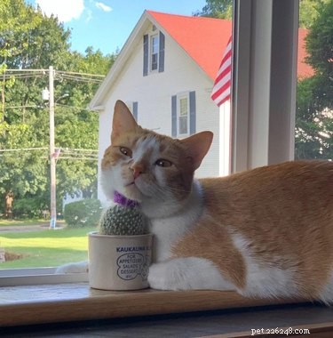 16 Hilarious Pets Who Took  Assignment  a Bit Too Literally