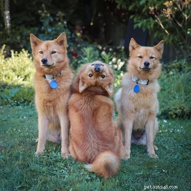 16 Hilarious Pets Who Took  Assignment  a Bit Too Literally