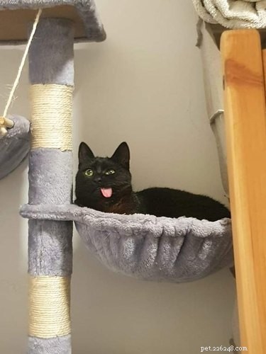 16 Hilarious Pets Who Took  Assignment  a Bit Too Literally