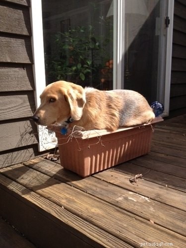 16 Hilarious Pets Who Took  Assignment  a Bit Too Literally