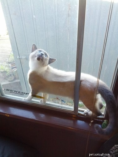 16 Hilarious Pets Who Took  Assignment  a Bit Too Literally