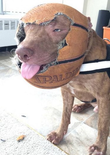 16 Hilarious Pets Who Took  Assignment  a Bit Too Literally