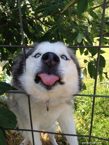 16 Hilarious Pets Who Took  Assignment  a Bit Too Literally