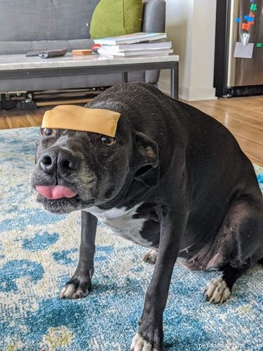 16 Hilarious Pets Who Took  Assignment  a Bit Too Literally