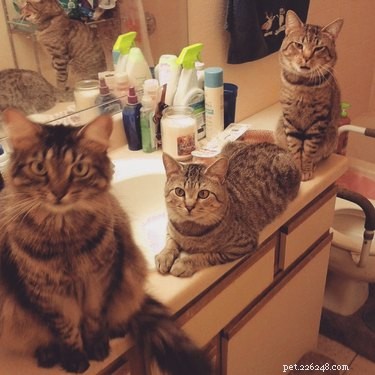 16 Hilarious Pets Who Took  Assignment  a Bit Too Literally