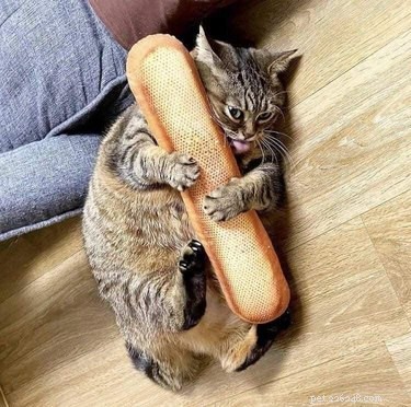 16 Hilarious Pets Who Took  Assignment  a Bit Too Literally
