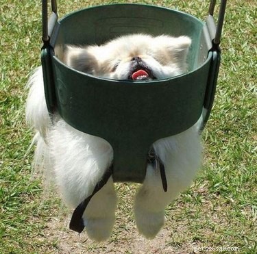 16 Hilarious Pets Who Took  Assignment  a Bit Too Literally