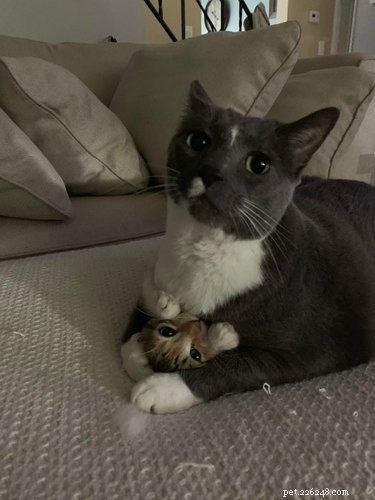16 Hilarious Pets Who Took  Assignment  a Bit Too Literally