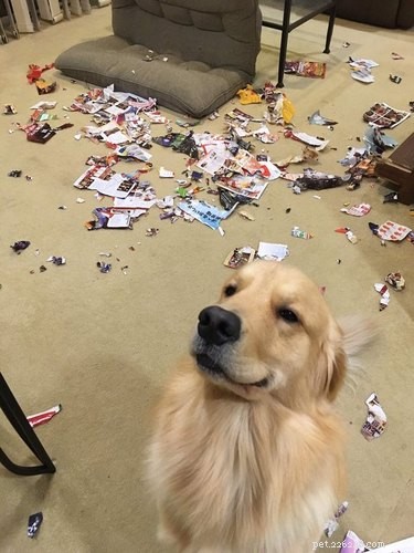 16 Hilarious Pets Who Took  Assignment  a Bit Too Literally