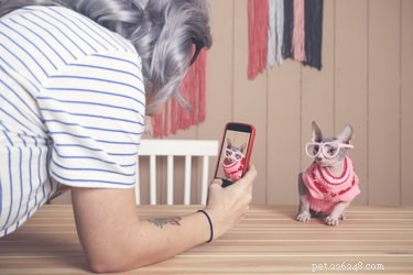Master Cat Trick Training: A Step-by-Step Guide to Teaching Your Feline Fun Tricks