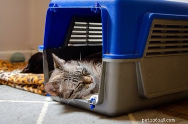 Master Cat Crate Training: Stress‑Free Transport & Why It Matters