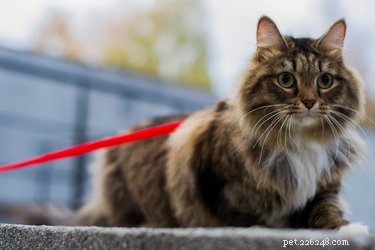 Leash Training Your Cat: Benefits, Tips, and What to Consider