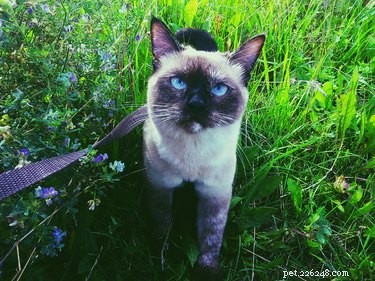 Leash Training Your Cat: Benefits, Tips, and What to Consider